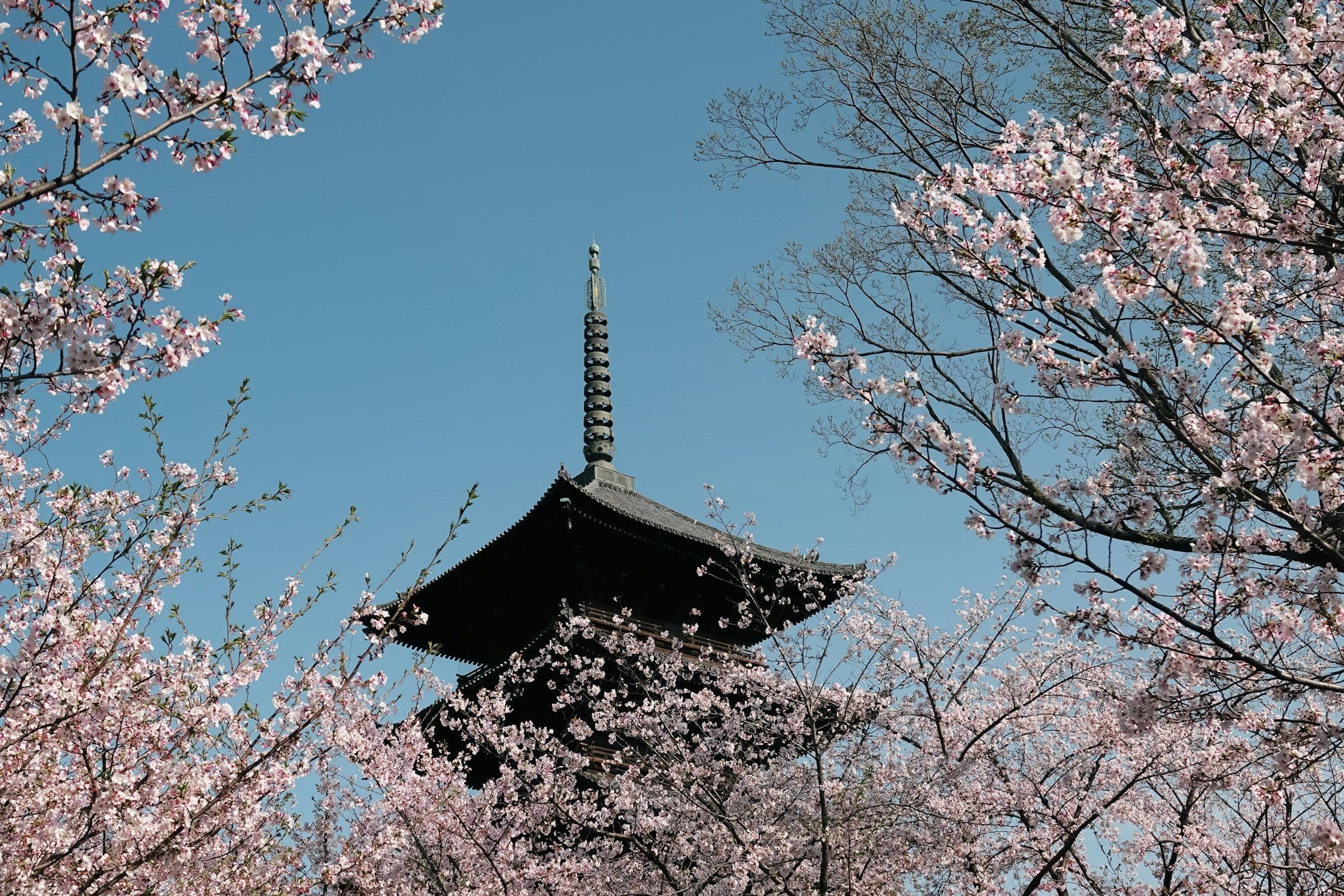 Pagode japonês emoldurado por cerejeiras em flor